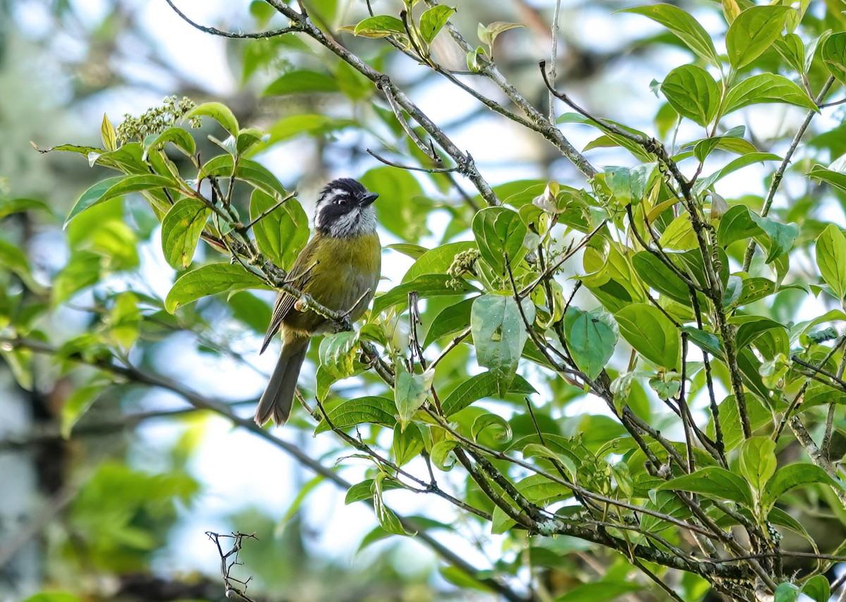 Sooty-capped Chlorospingus - ML637823906