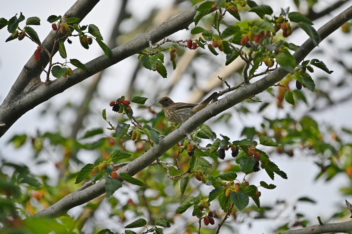 House Finch - ML637823917