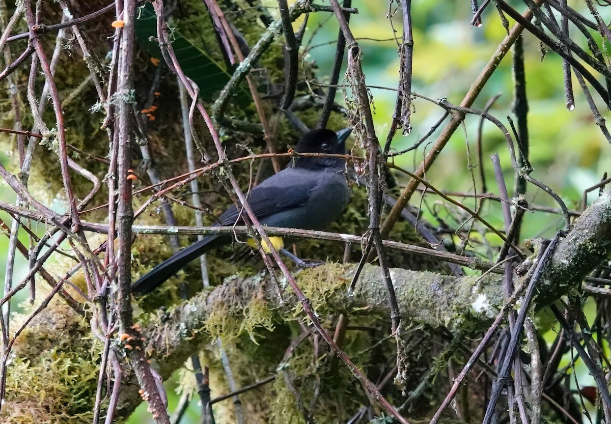 Yellow-thighed Brushfinch - ML637823921