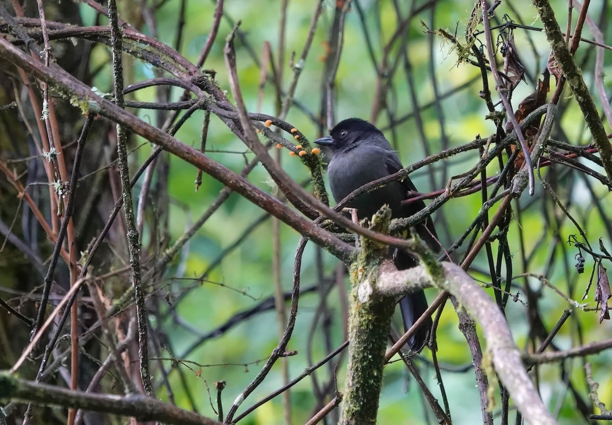Yellow-thighed Brushfinch - ML637823923
