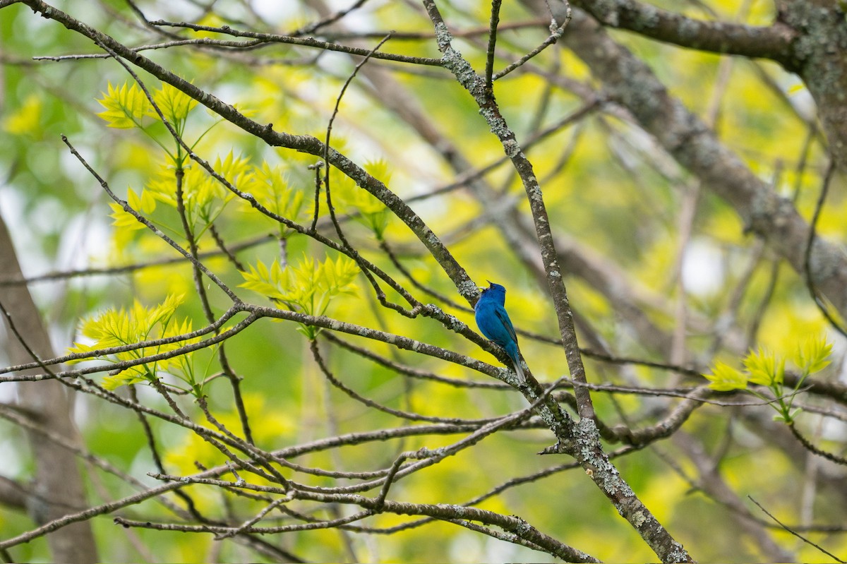 Indigo Bunting - ML637823936