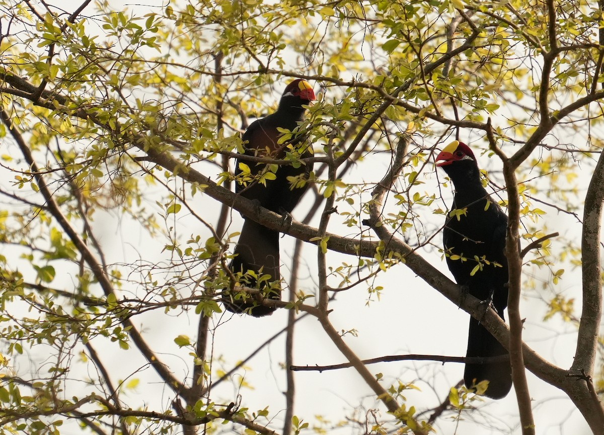 Violet Turaco - ML637823940