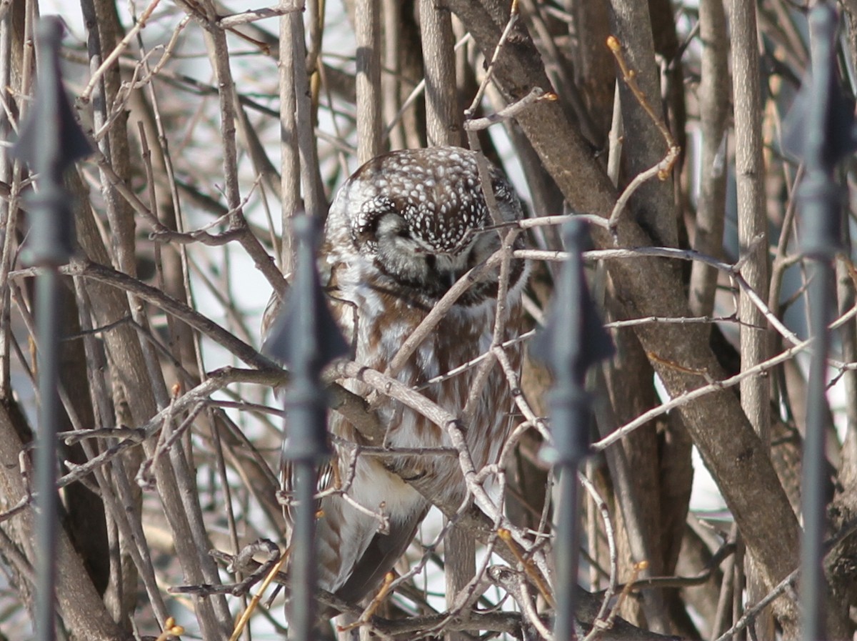 Boreal Owl - ML637823946