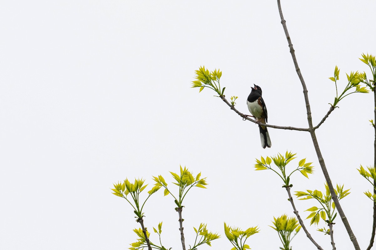 Eastern Towhee - ML637823980