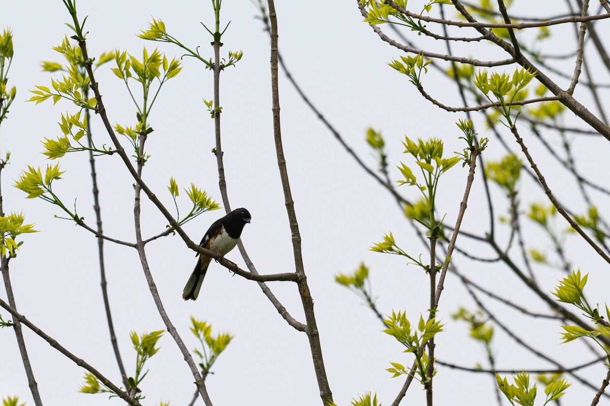 Eastern Towhee - ML637823981
