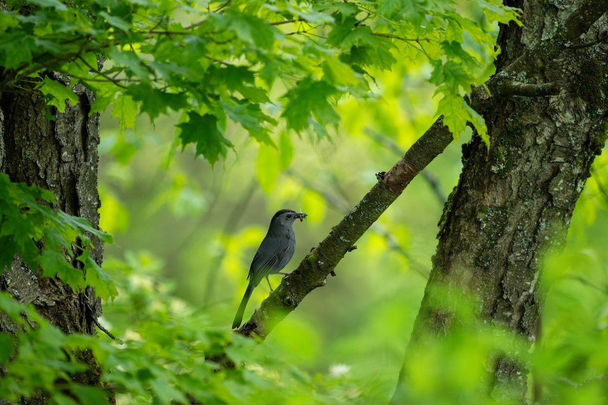 Gray Catbird - ML637824011
