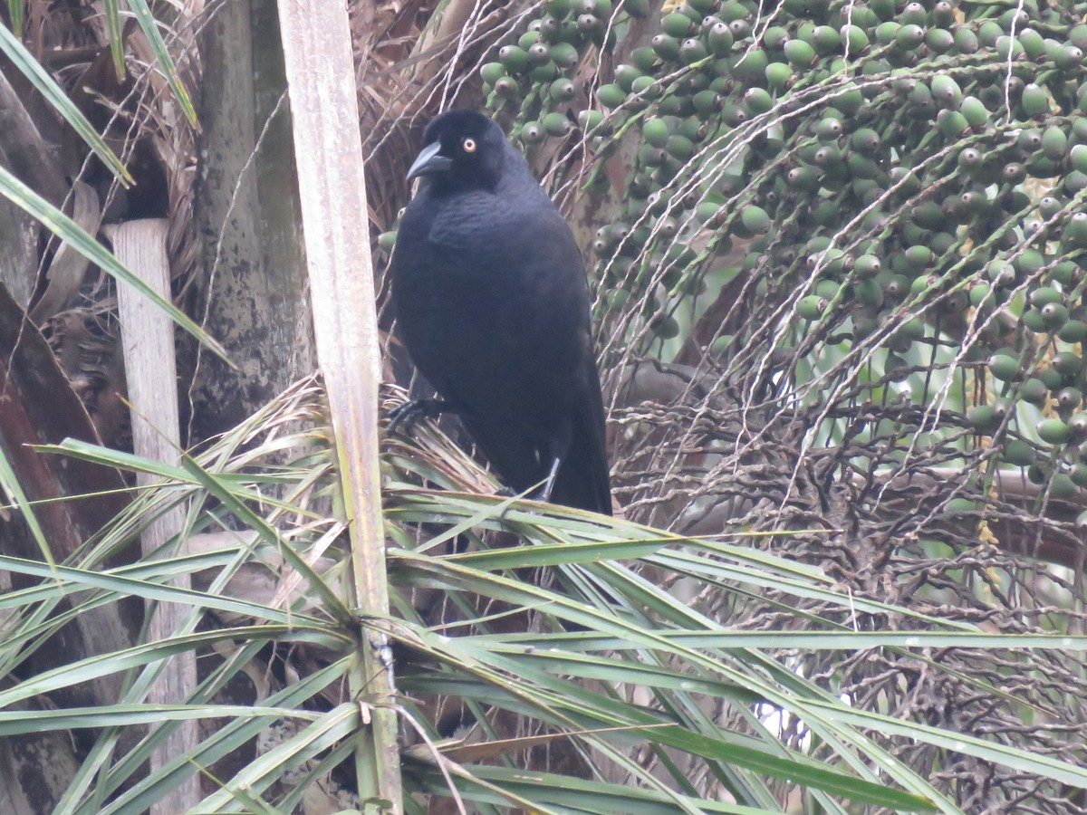 Giant Cowbird - ML637824026