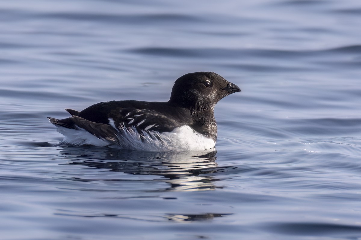 Dovekie - ML637824055