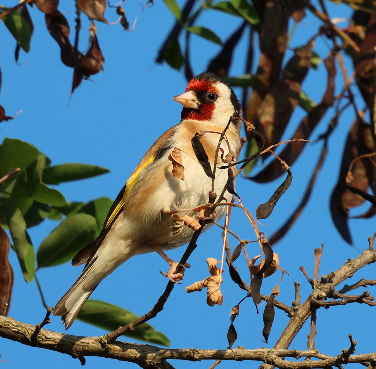 European Goldfinch - ML637824072