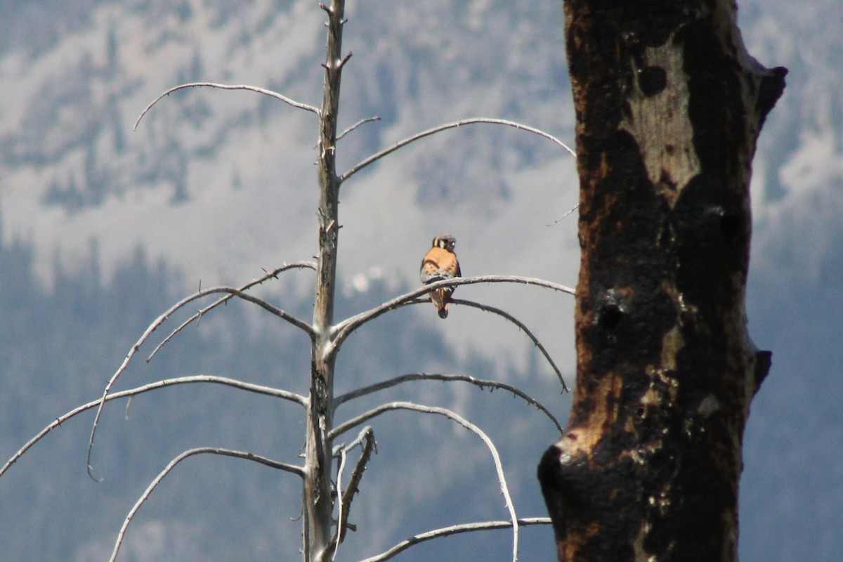 American Kestrel - ML637824073