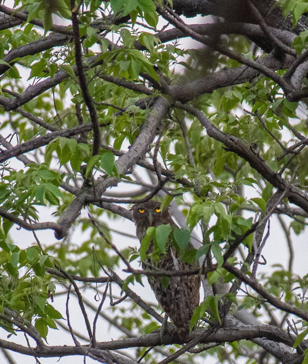 Brown Fish-Owl - ML637824144