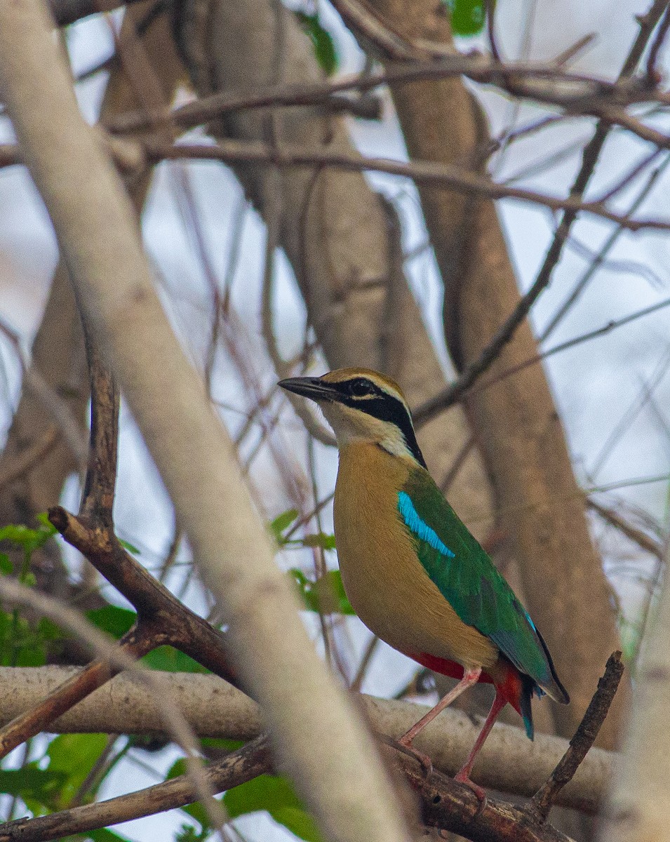 Indian Pitta - ML637824156