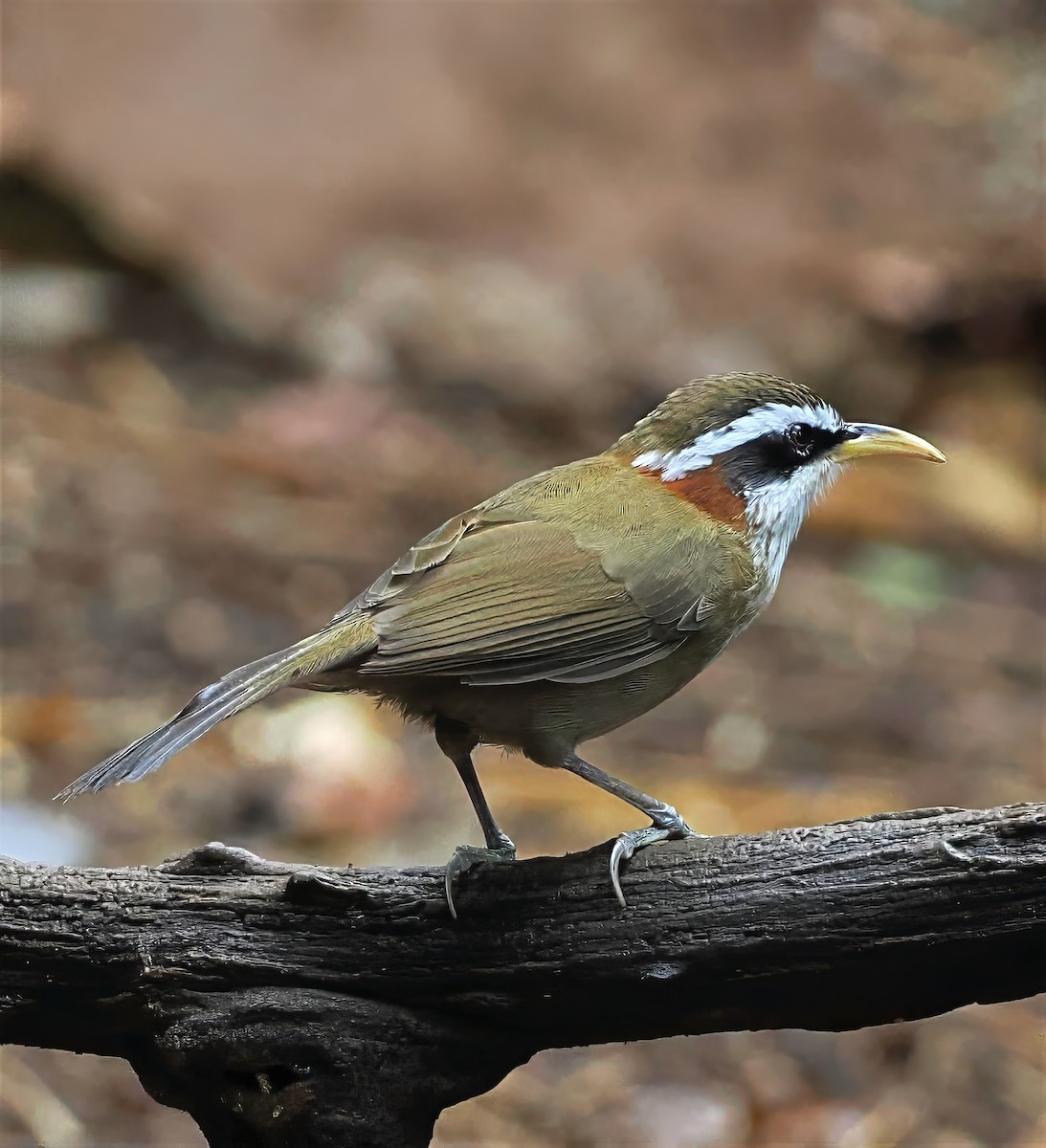 Streak-breasted Scimitar-Babbler - ML637824162