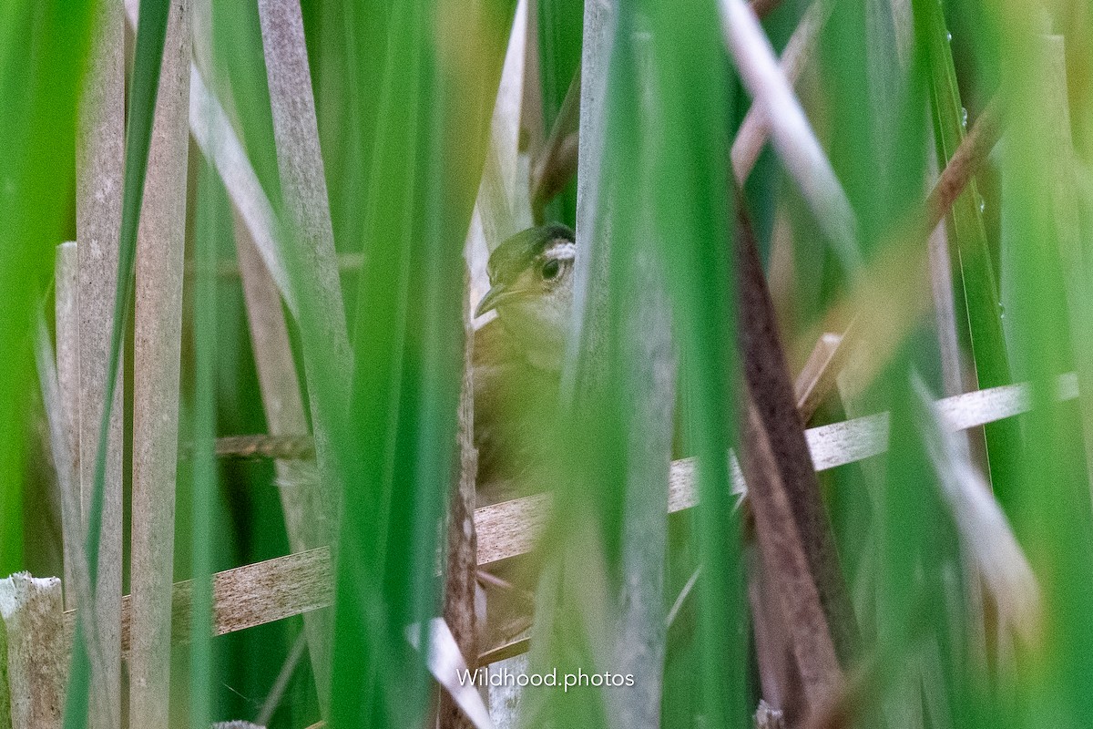 Marsh Wren - ML637824171