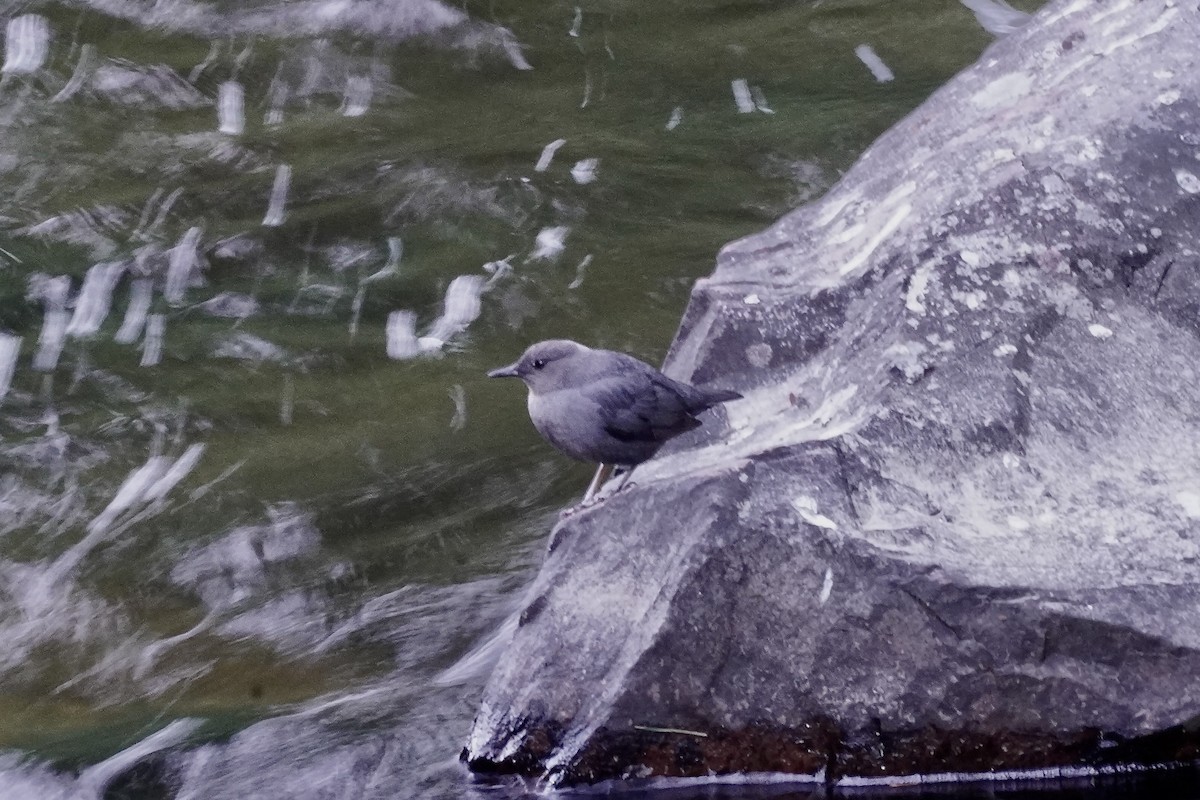 American Dipper - ML637824191