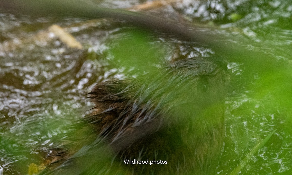 Muskrat - ML637824207