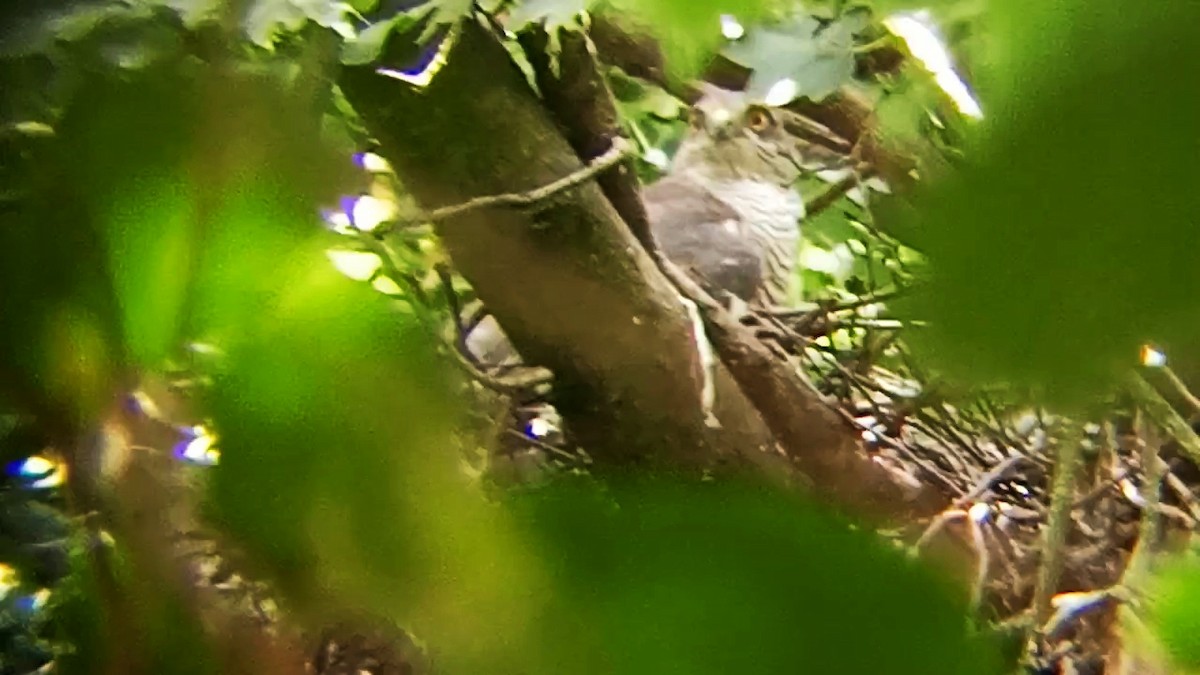 krahujec obecný - ML637824237