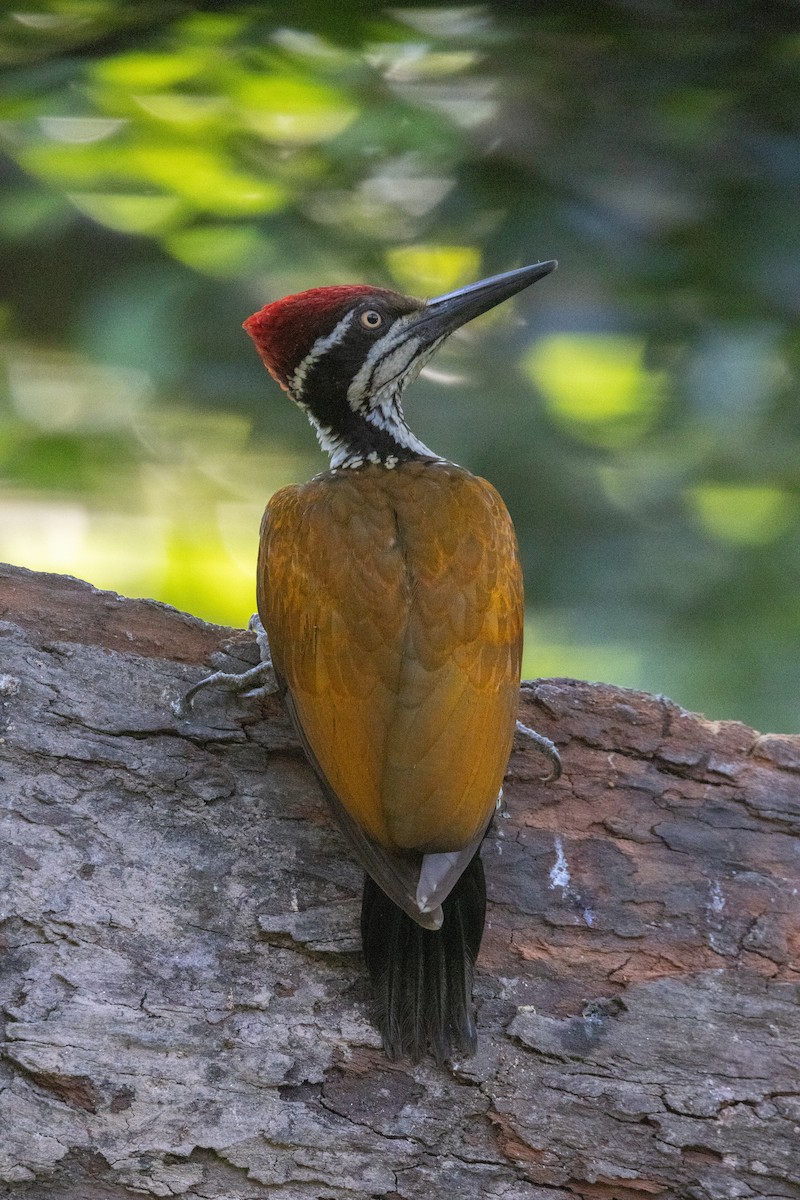 Malabar Flameback - ML637824264