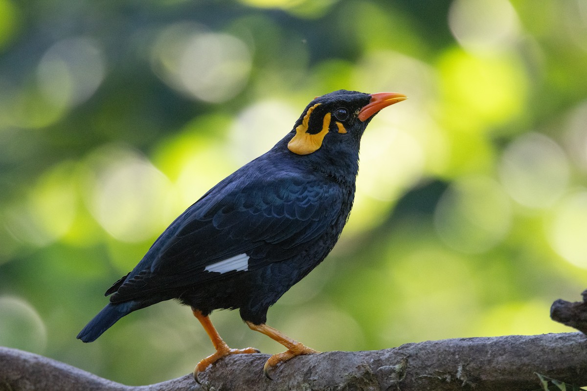 Southern Hill Myna - ML637824310