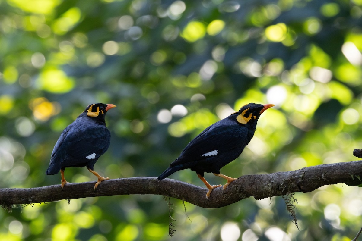 Southern Hill Myna - ML637824311