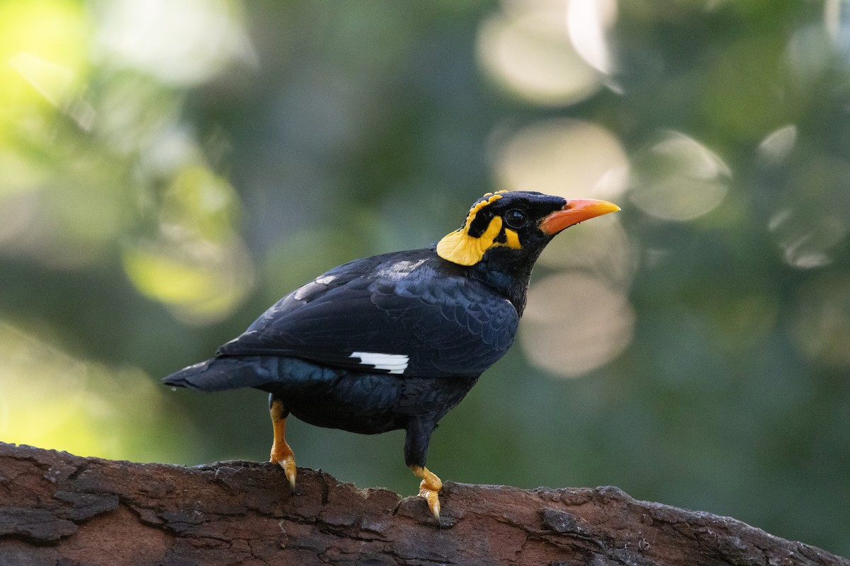 Southern Hill Myna - ML637824312