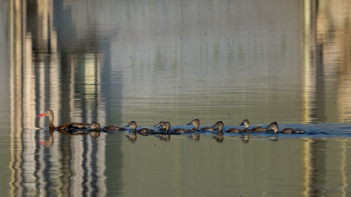 Black-bellied Whistling-Duck - ML637824492