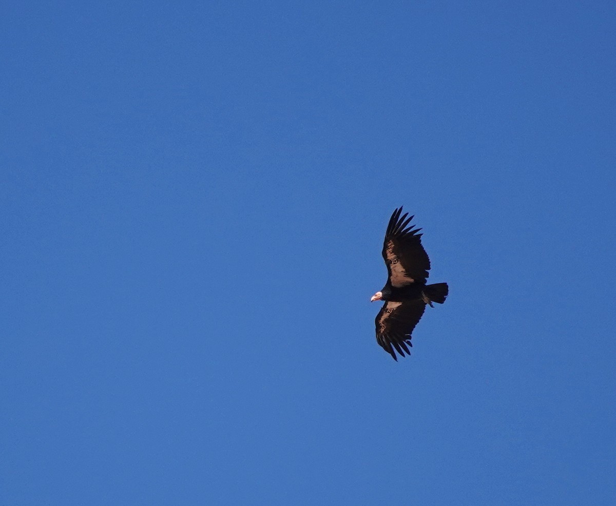 California Condor - ML637824503