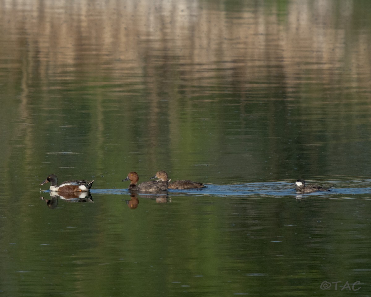 Northern Shoveler - ML637824506