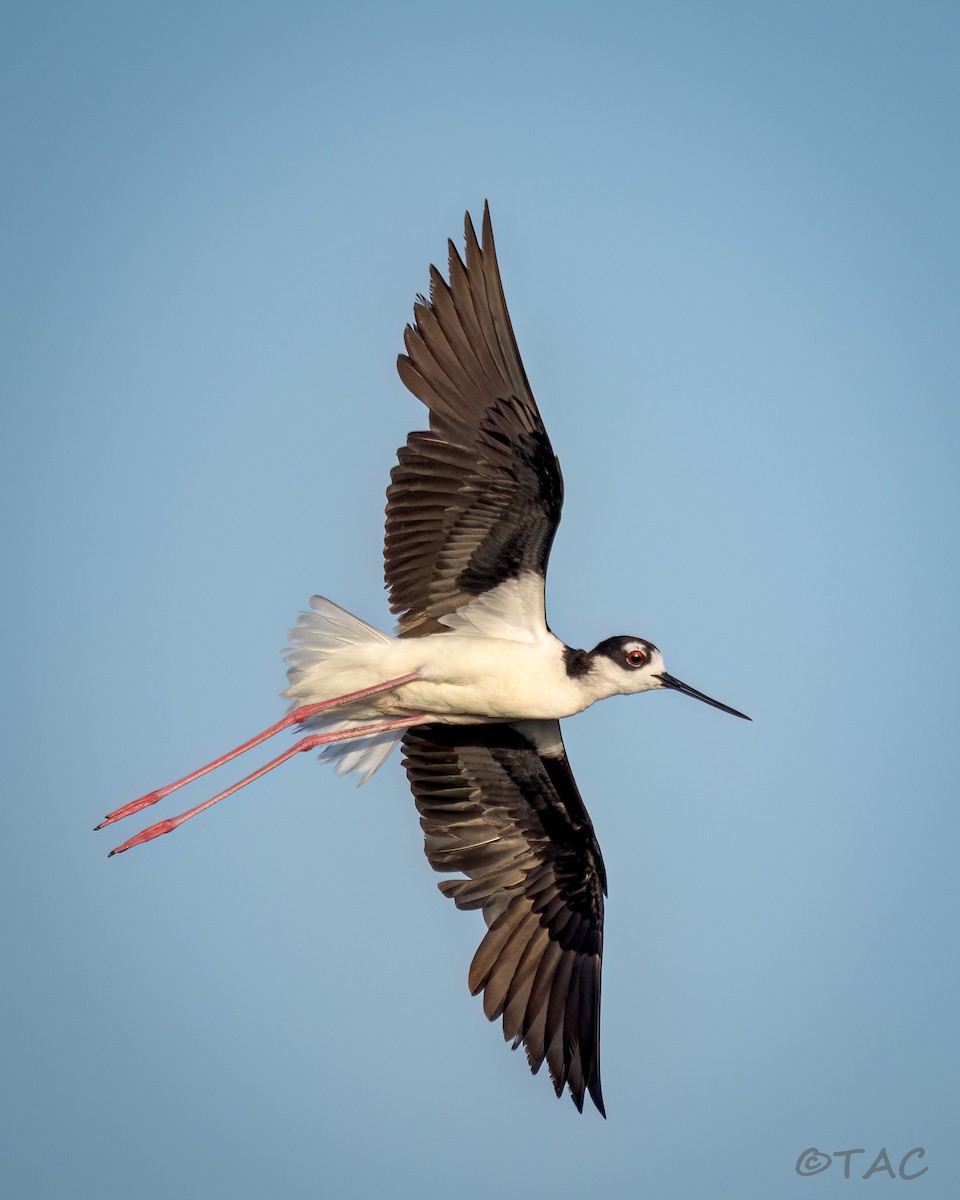 Black-necked Stilt - ML637824518