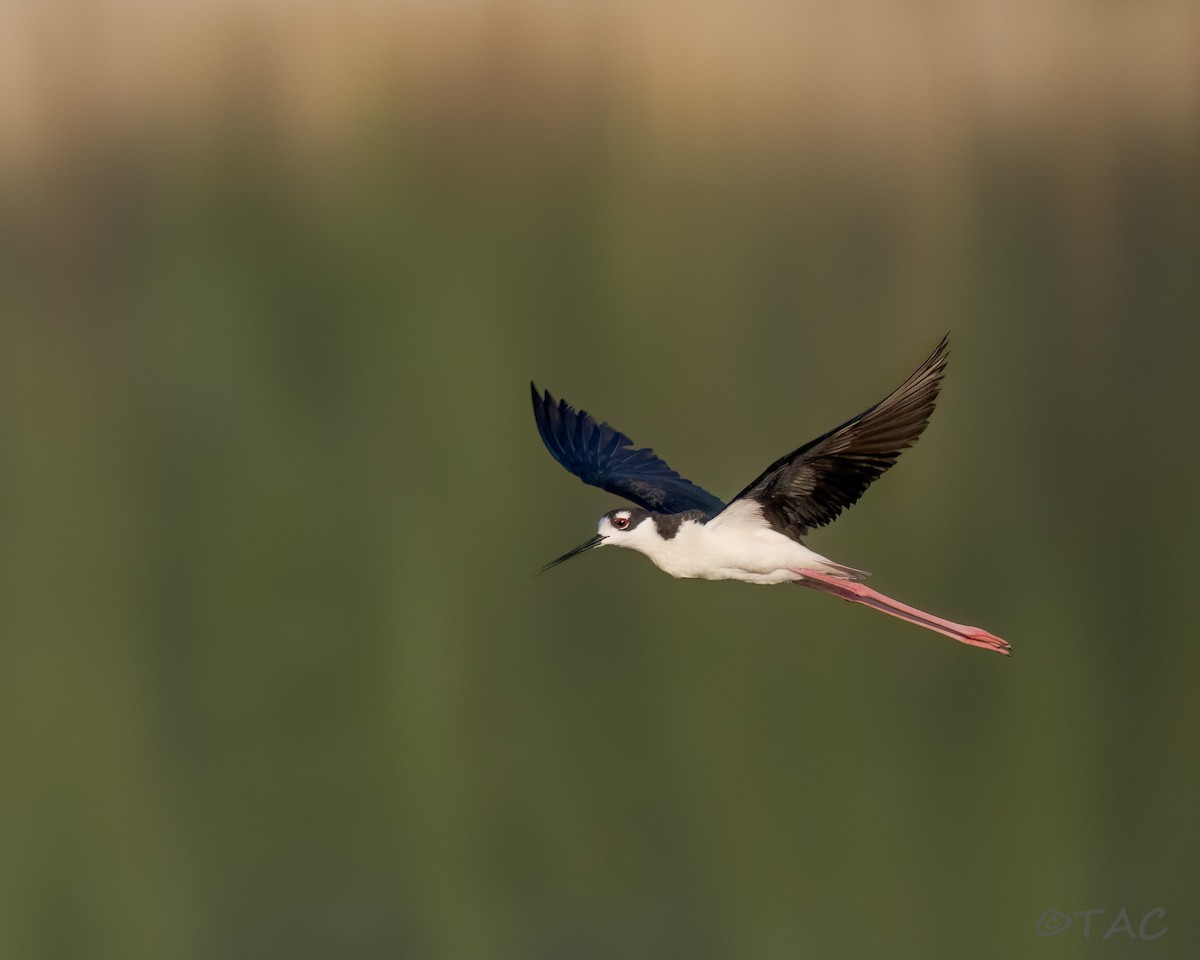 Black-necked Stilt - ML637824519