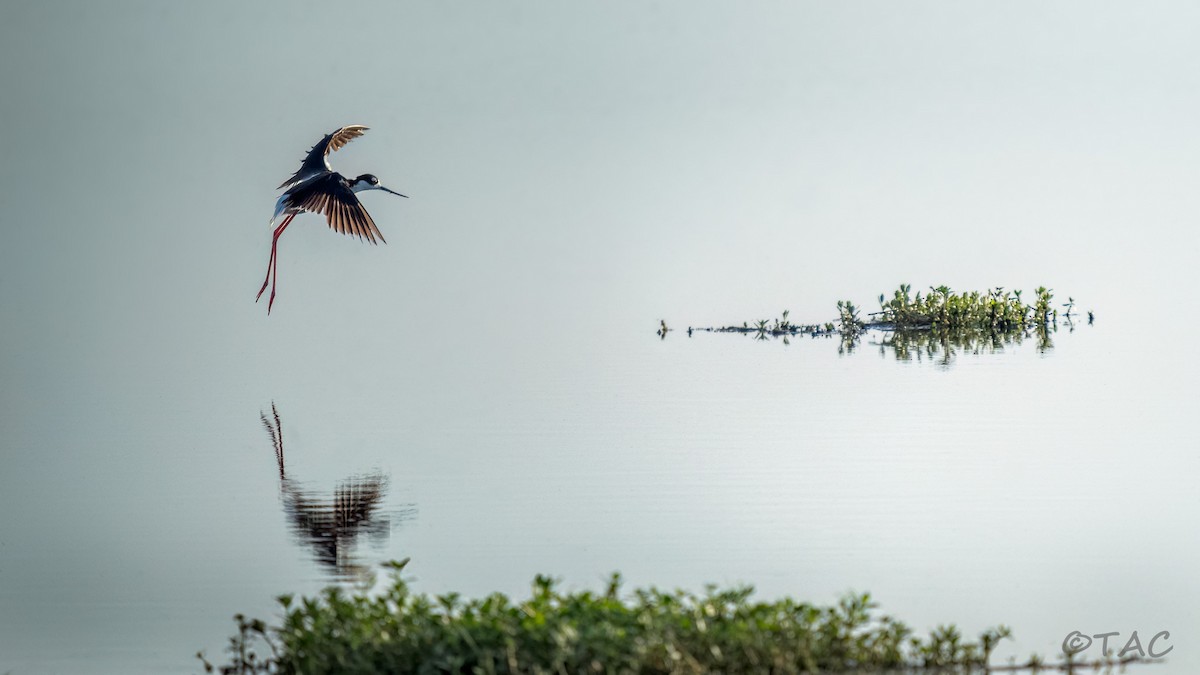 Black-necked Stilt - ML637824520