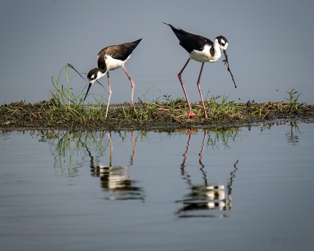Black-necked Stilt - ML637824521
