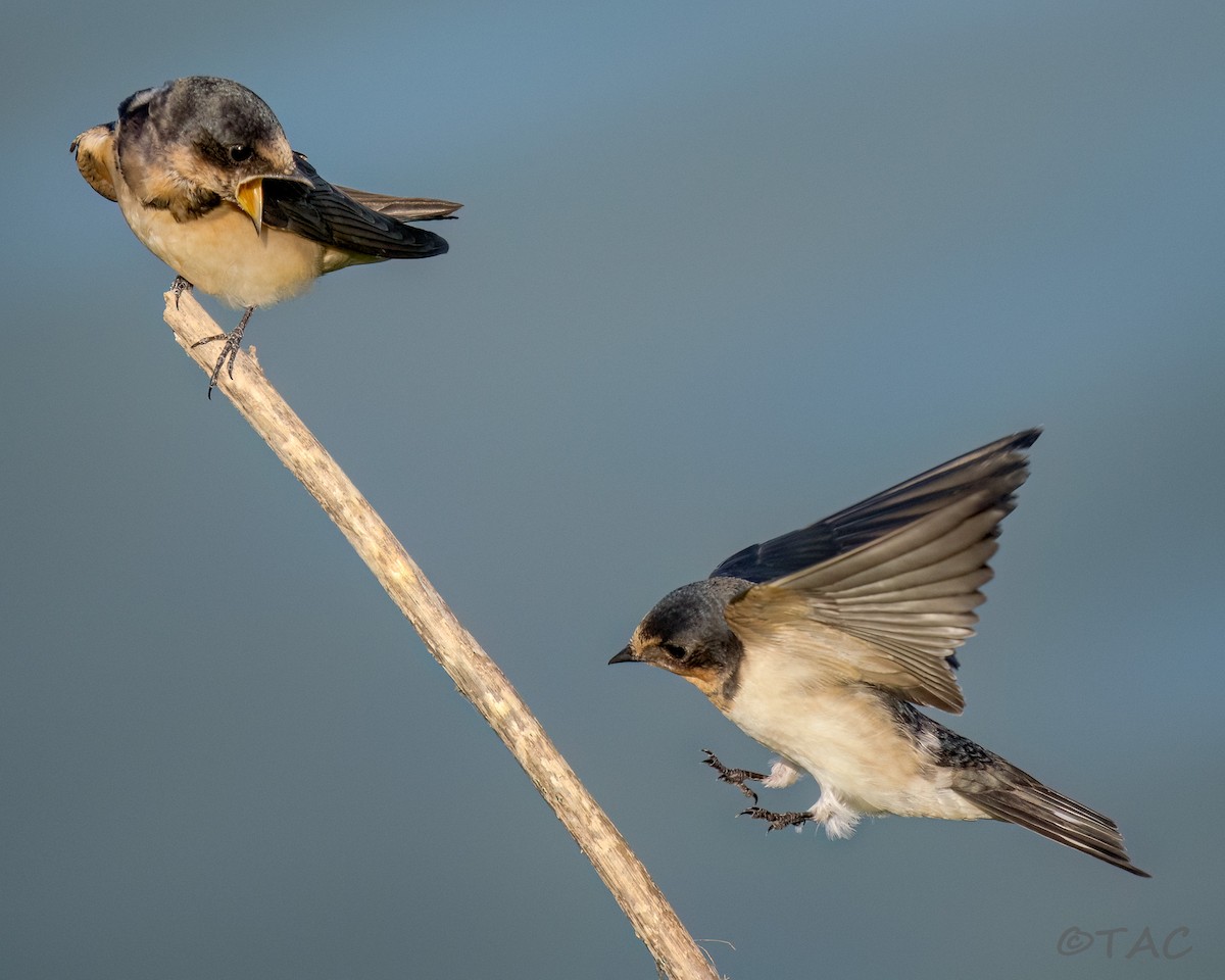 Barn Swallow - ML637824529