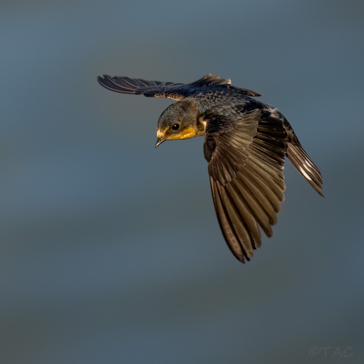 Barn Swallow - ML637824530