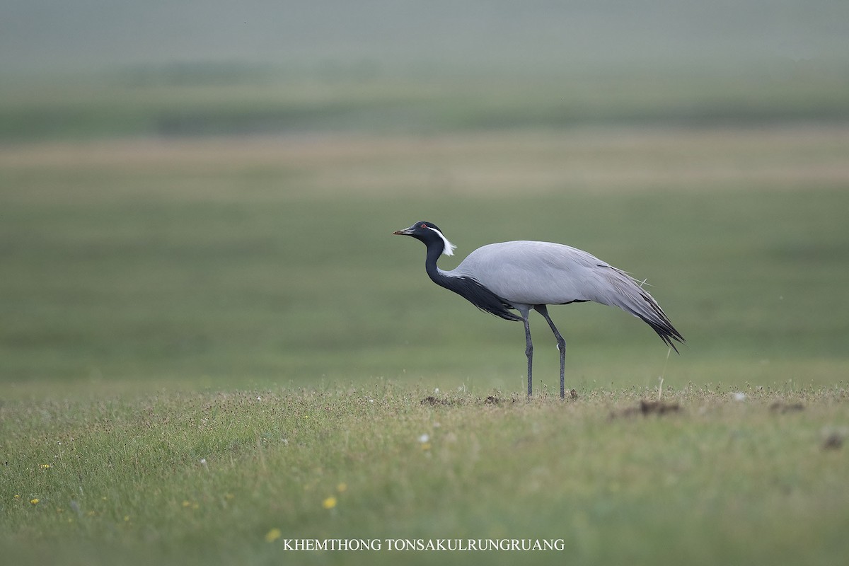 Demoiselle Crane - ML637824539