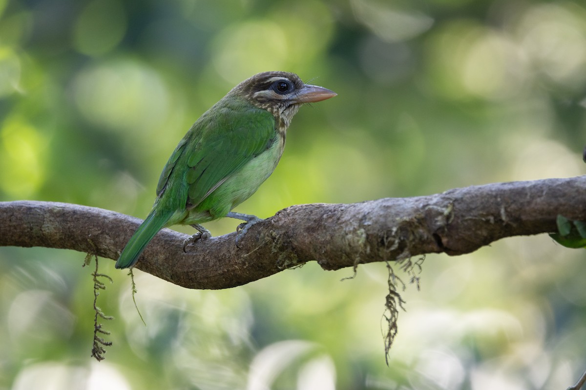 White-cheeked Barbet - ML637824548