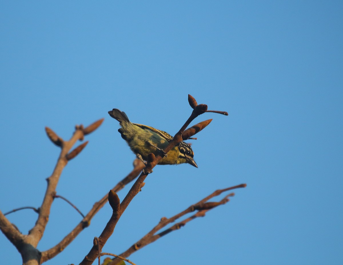 Yellow-fronted Tinkerbird - ML637824574