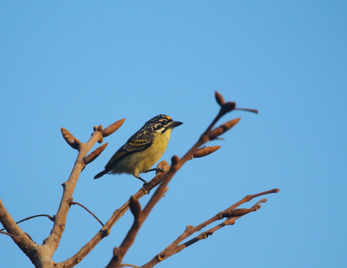 Yellow-fronted Tinkerbird - ML637824576