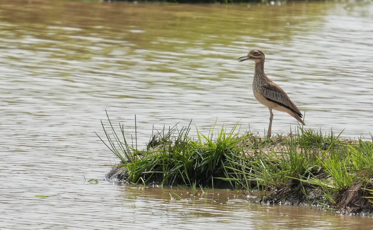 Senegal Thick-knee - ML637824614