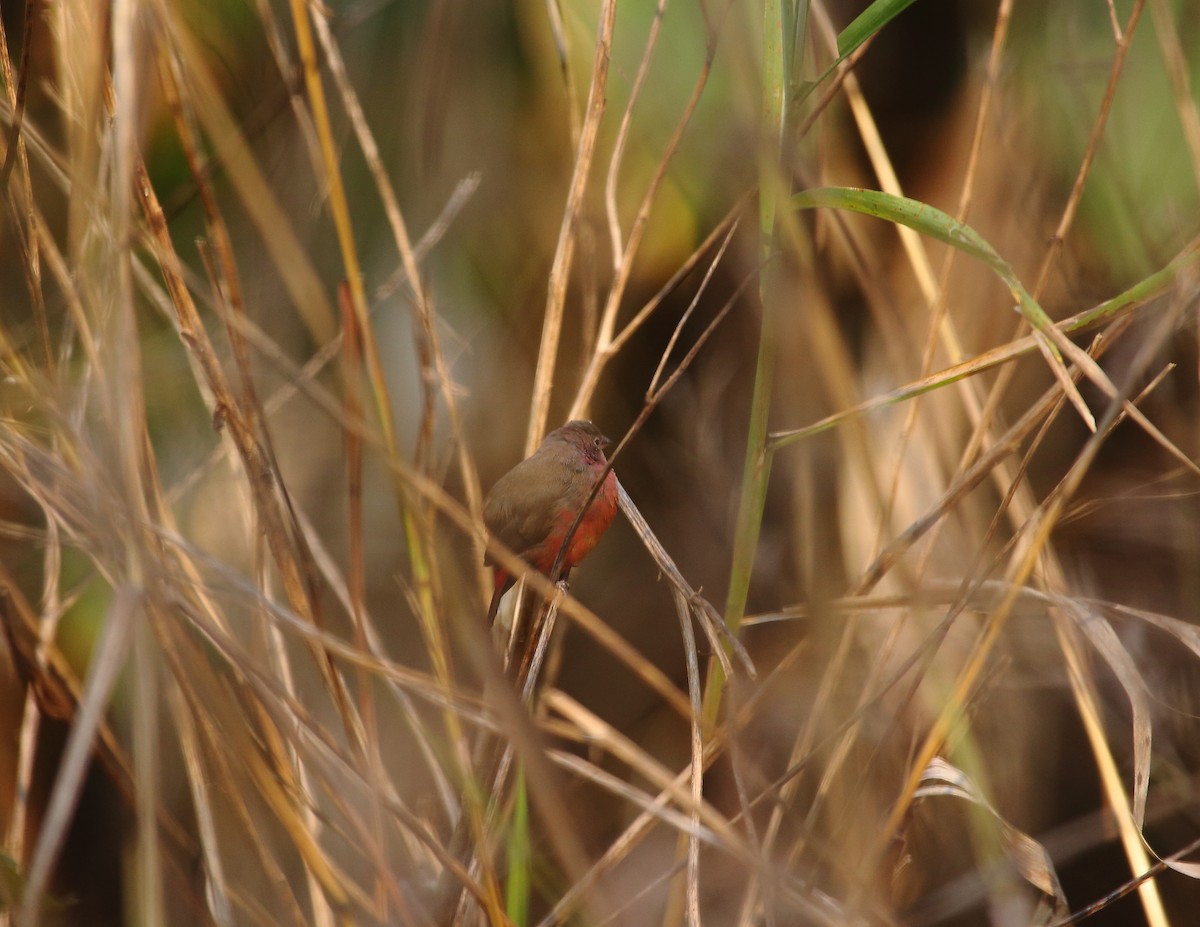 African Firefinch - ML637824646