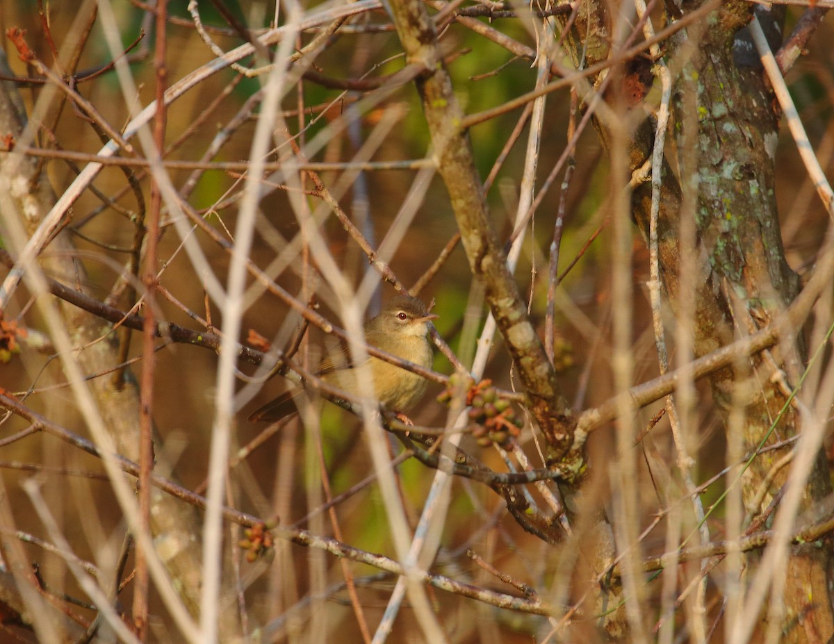 Pale-olive Greenbul - ML637824649