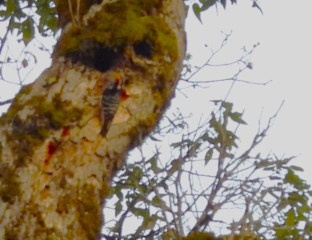 Brown-fronted Woodpecker - ML637824655