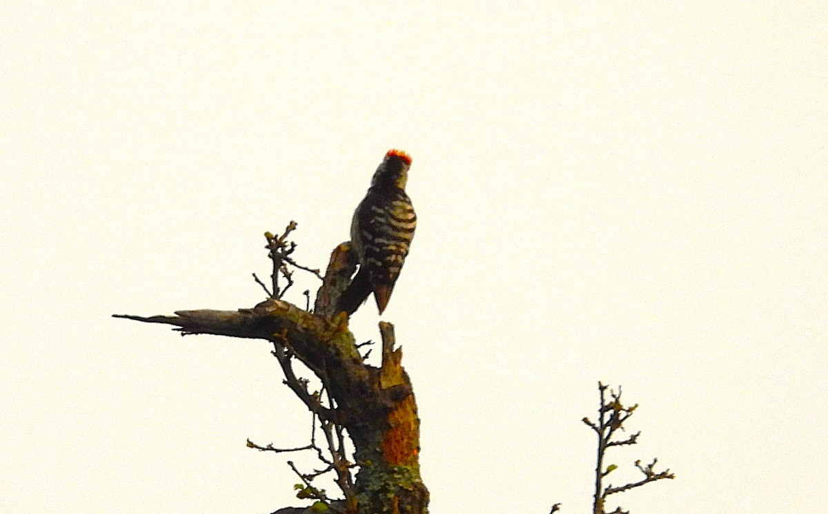 Brown-fronted Woodpecker - ML637824657