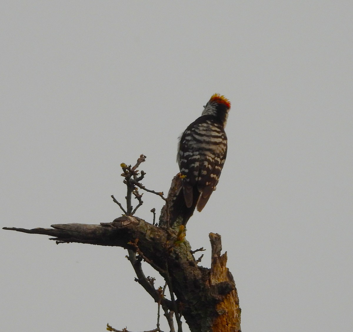 Brown-fronted Woodpecker - ML637824658