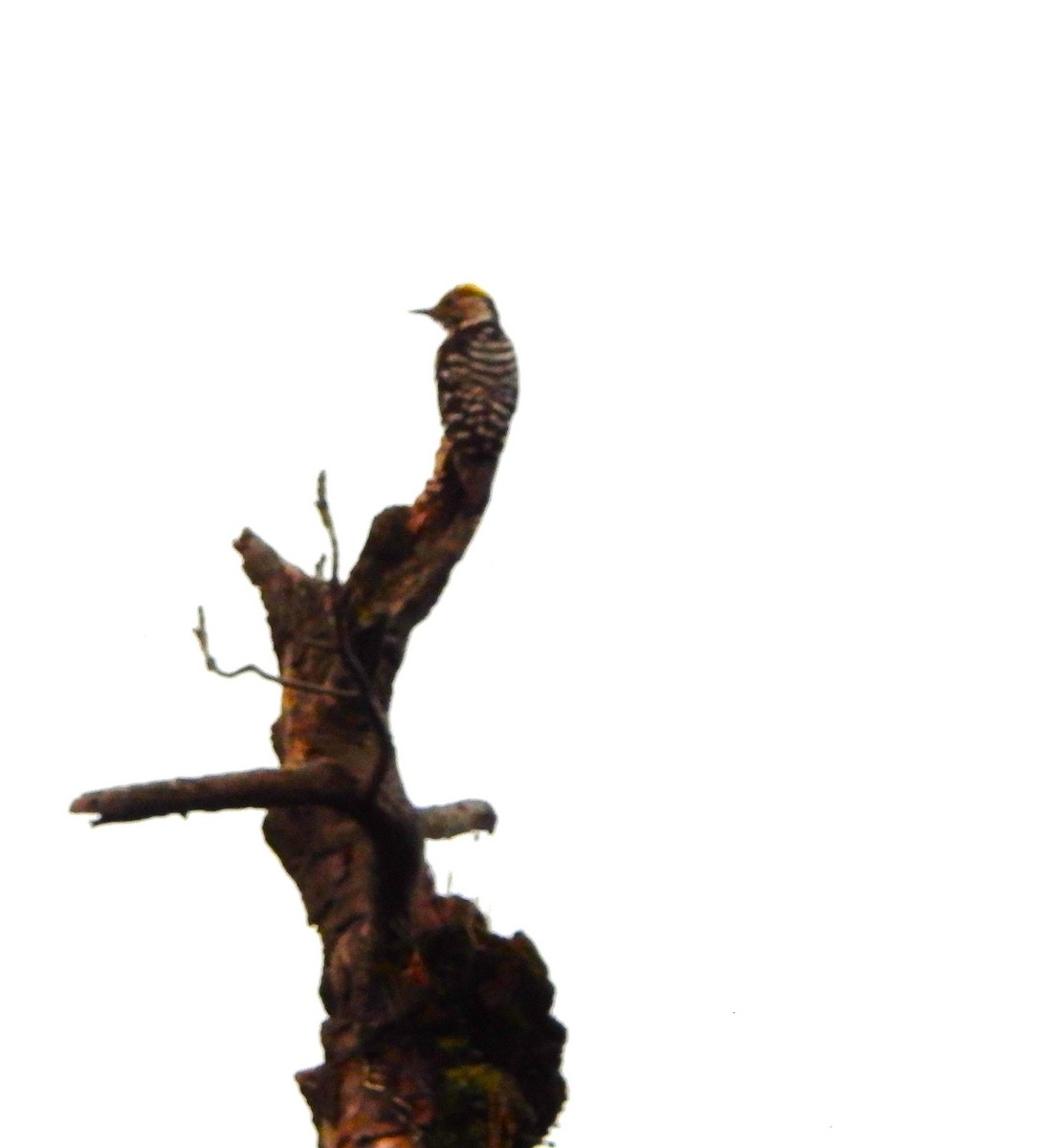 Brown-fronted Woodpecker - ML637824659