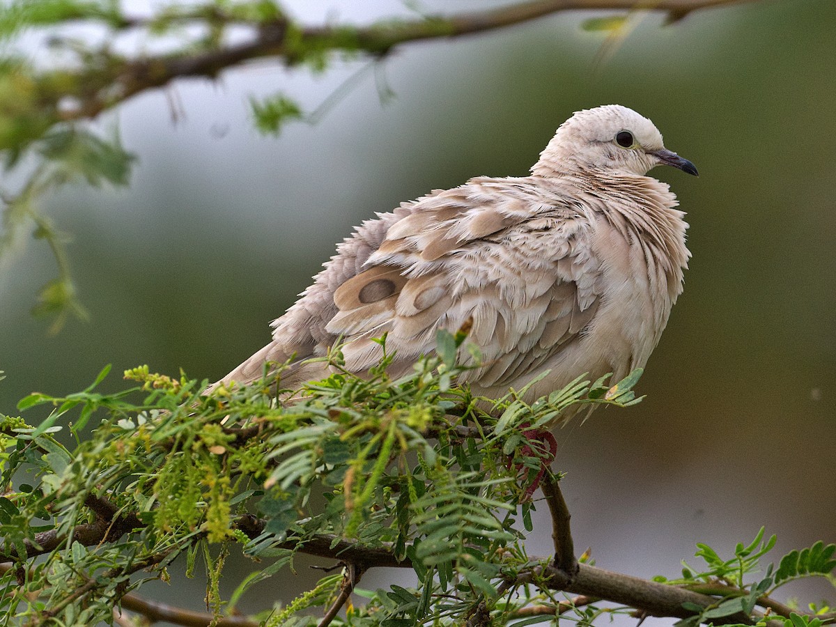 Eared Dove - ML637824665