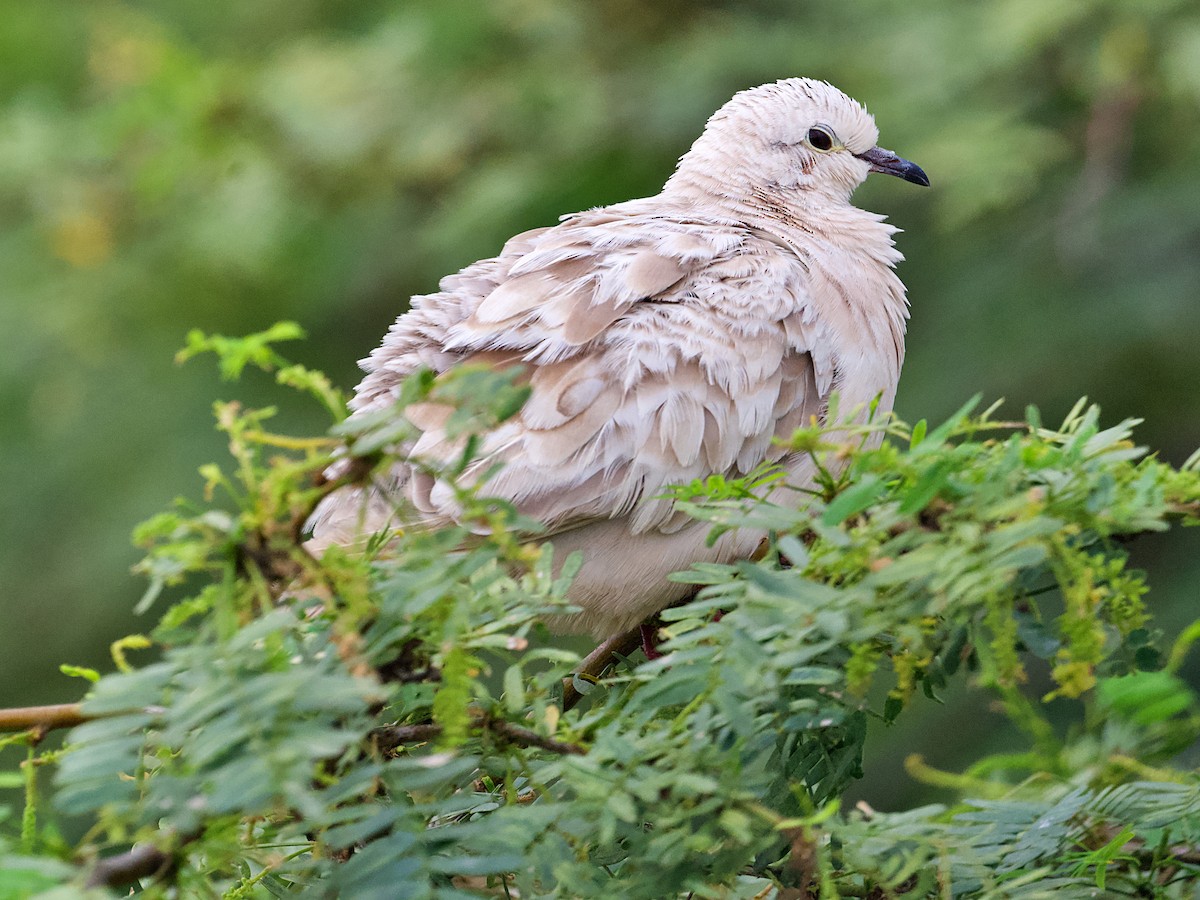 Eared Dove - ML637824666