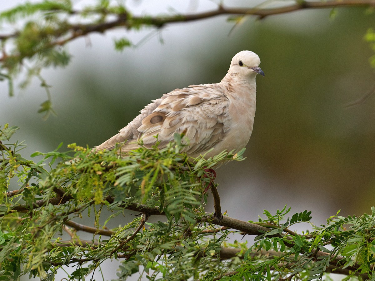 Eared Dove - ML637824668