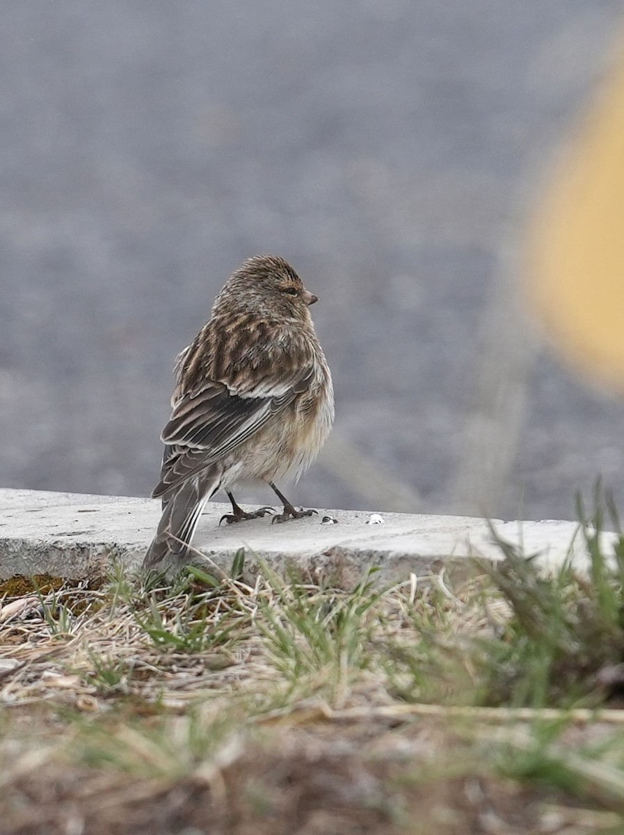 Twite - ML637824671