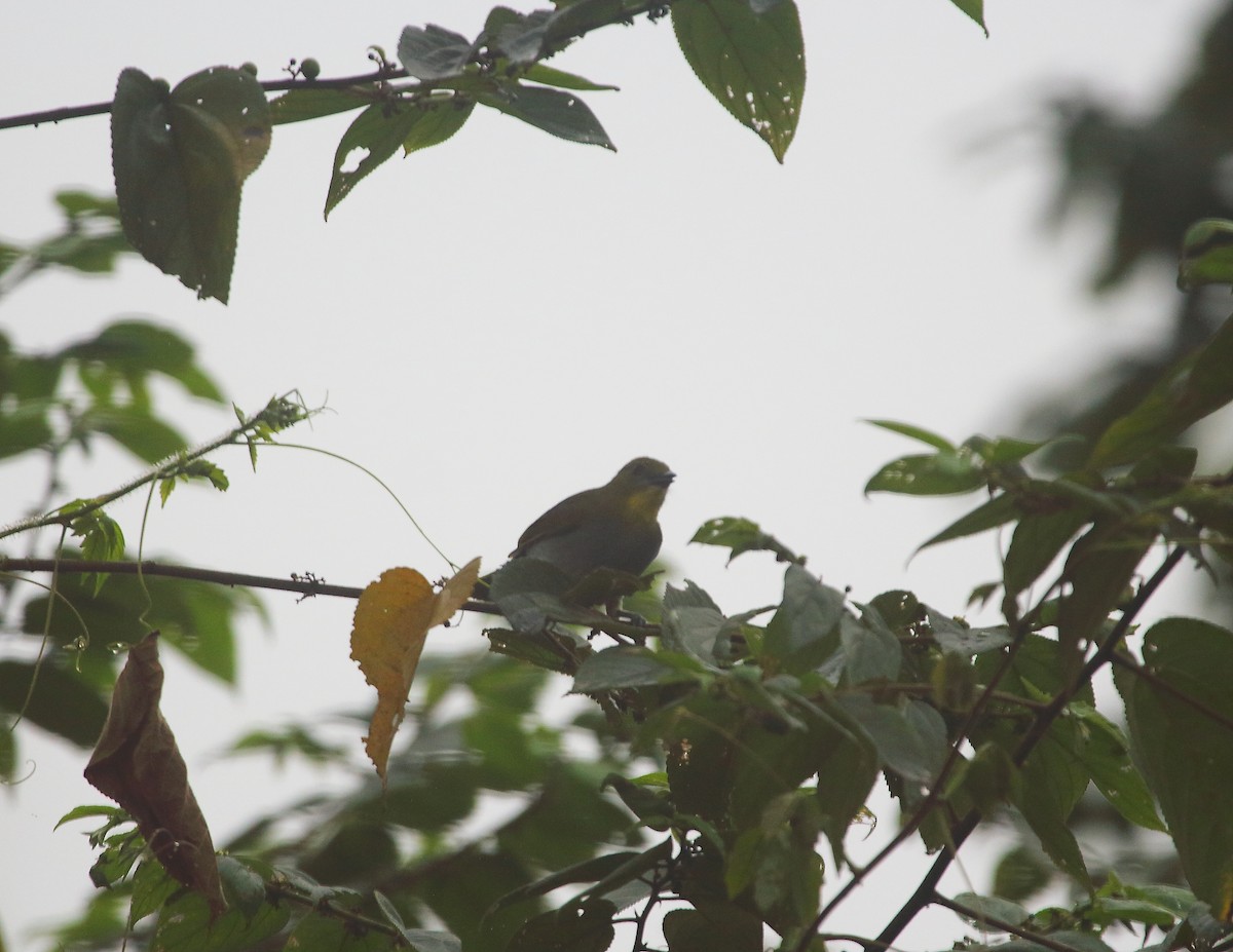 Yellow-necked Greenbul - ML637824672